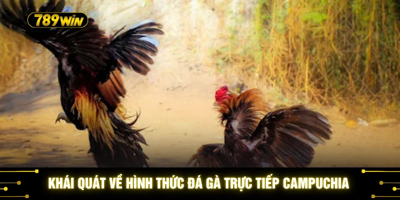 Khái quát về hình thức đá gà trực tiếp Campuchia